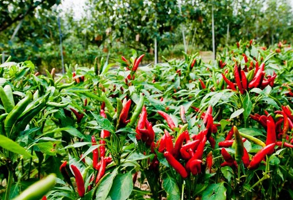 Pure capsaicin powder Pure capsaicin powder