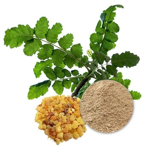 Boswellia serrata extract bulk Boswellia serrata extract bulk